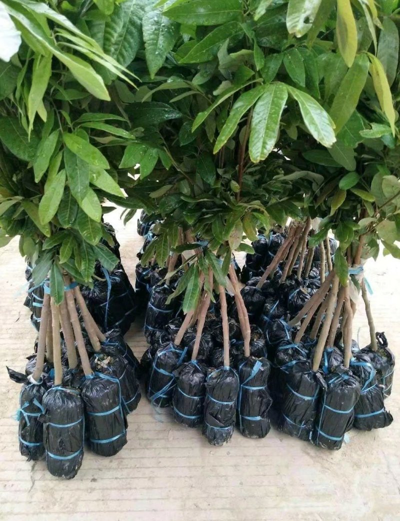 石峡龙眼苗
