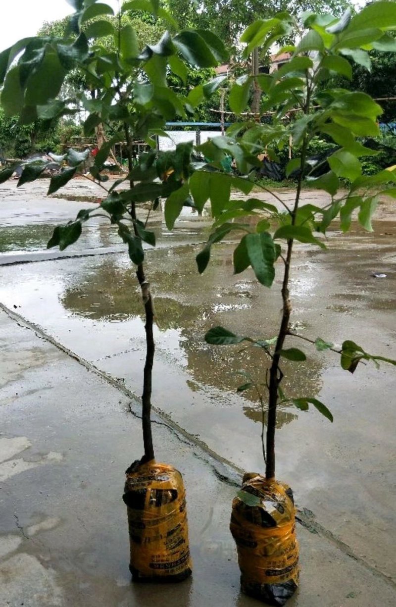 石峡龙眼苗