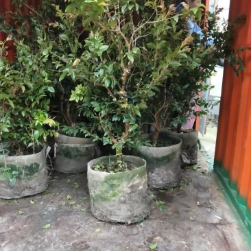 嘉宝果苗