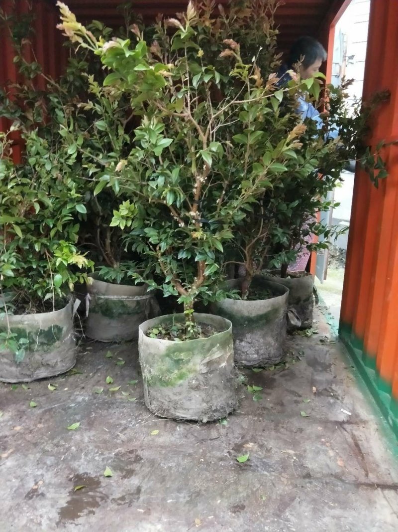 嘉宝果苗