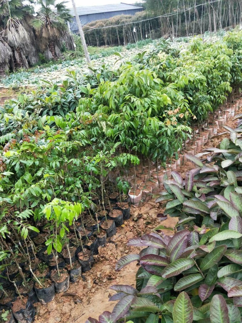 百香果苗