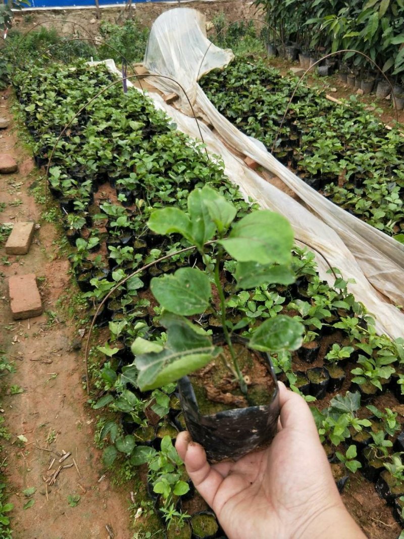 百香果苗