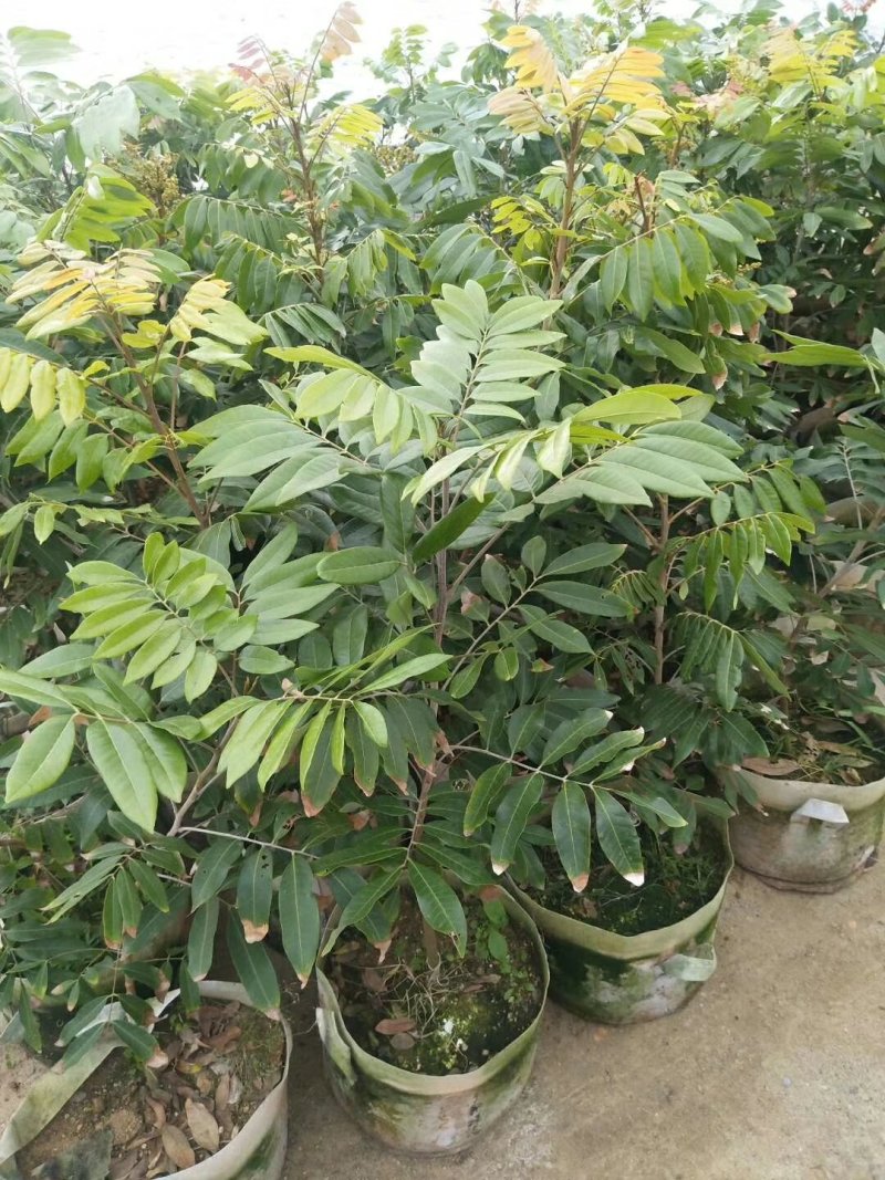 四季龙眼苗