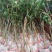 无核荔枝苗，A4新品种，嫁接苗，挂果快，大小规格都有