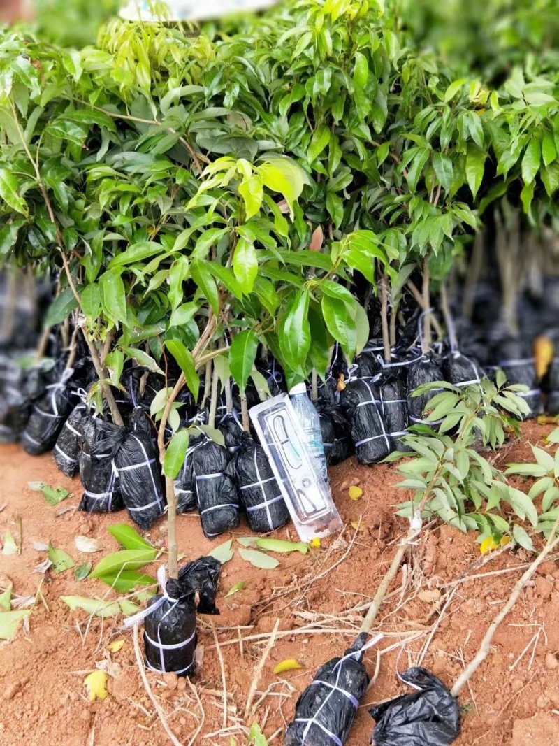 无核荔枝苗，A4新品种，嫁接苗，挂果快，大小规格都有