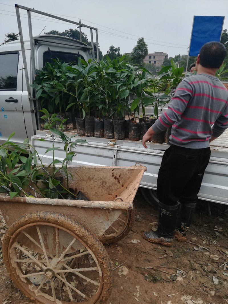 牛油果苗，哈斯牛奶果苗，正品嫁接苗，带营养杯，挂果快