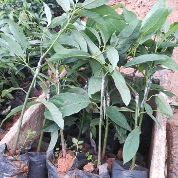 牛油果苗,哈斯牛奶果苗,正品嫁接苗,带营养杯,挂果快
