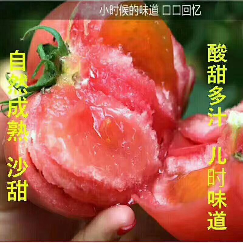 普罗旺斯小柿子，生吃的柿子，儿时的味道！