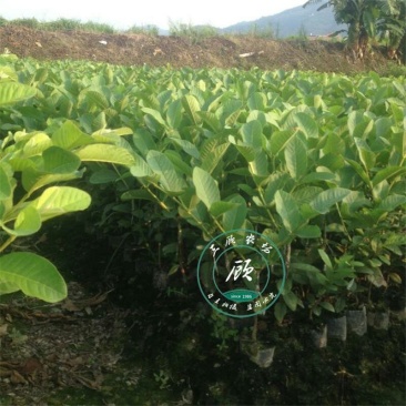 番石榴树苗，珍珠番石榴树苗