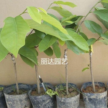 释迦苗