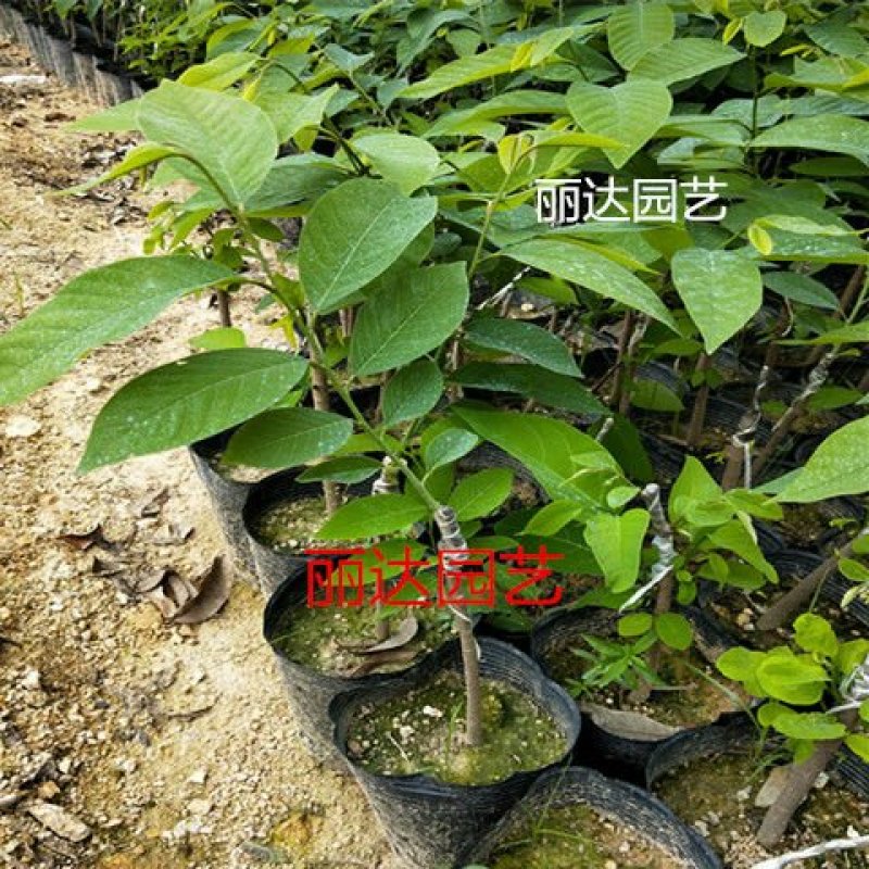 释迦苗