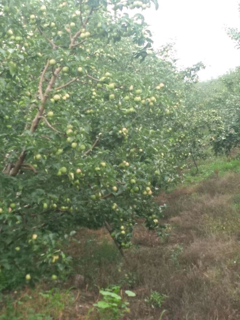 供应这种品种寒地龙丰果苗、特殊品种寒地沙果。抗旱耐储运，