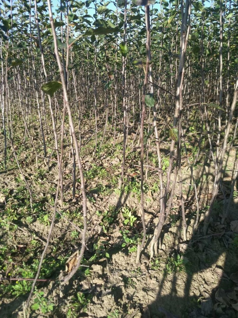 供应这种品种寒地龙丰果苗、特殊品种寒地沙果。抗旱耐储运，