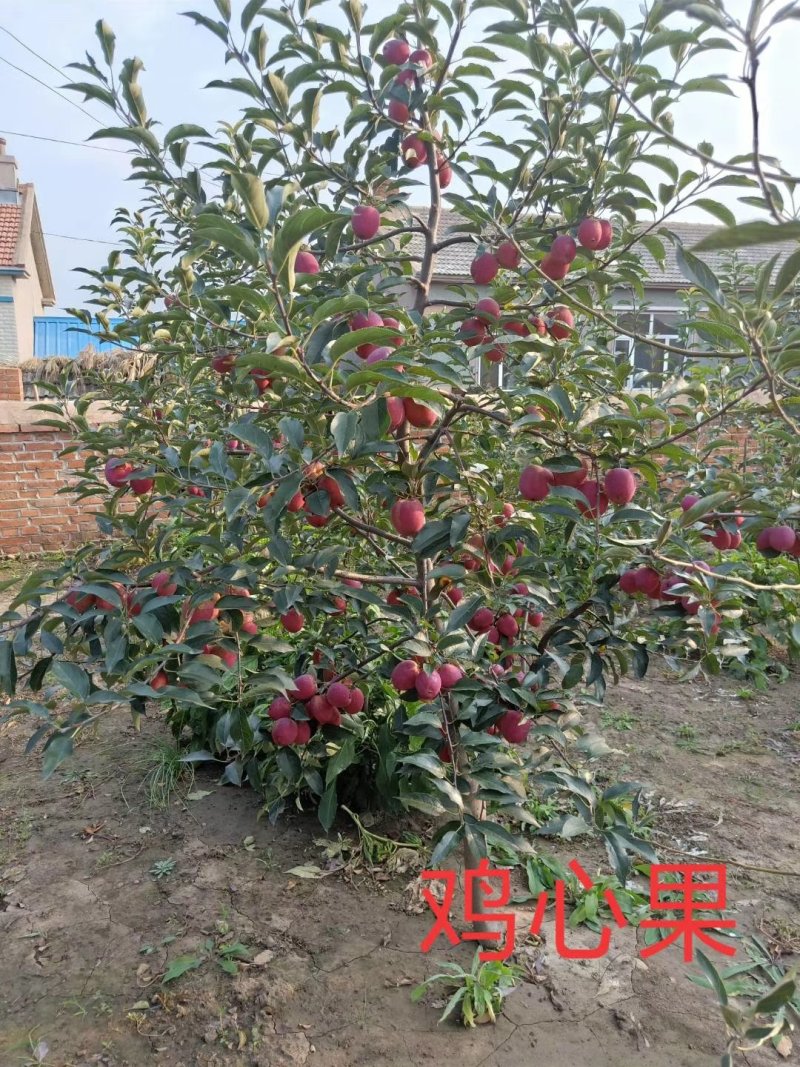 龙丰果树苗，黄太平123紫太平、龙丰果、紫皮球，红皮球