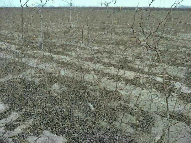 河北省沧州市献县正发枣树种植有限公司常年供应酸枣苗
