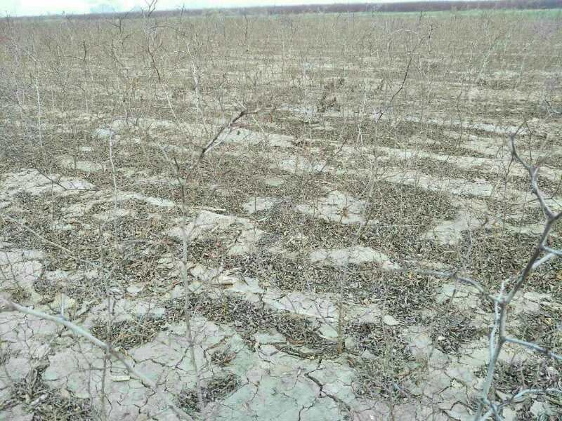 河北省沧州市献县正发枣树种植有限公司常年供应酸枣苗