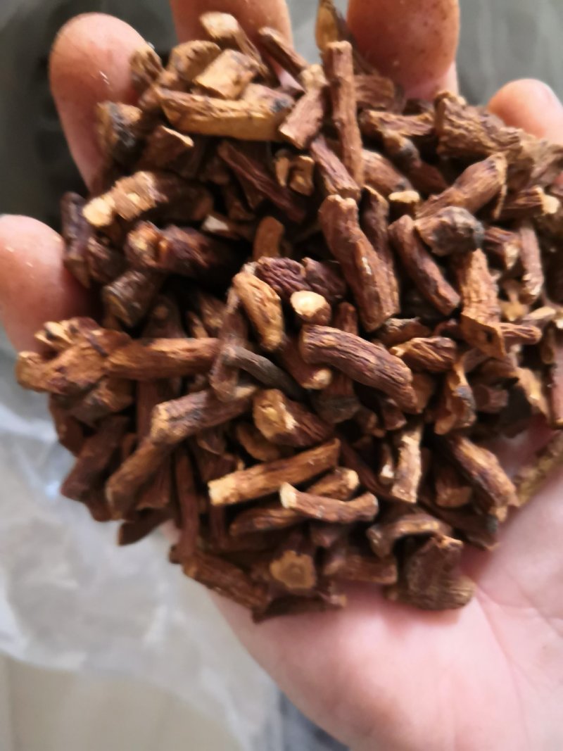 蒲公英根