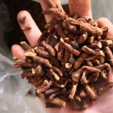 蒲公英根