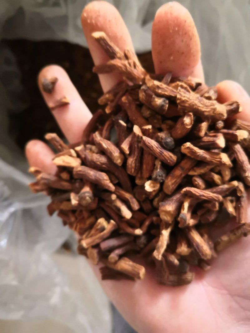 蒲公英根