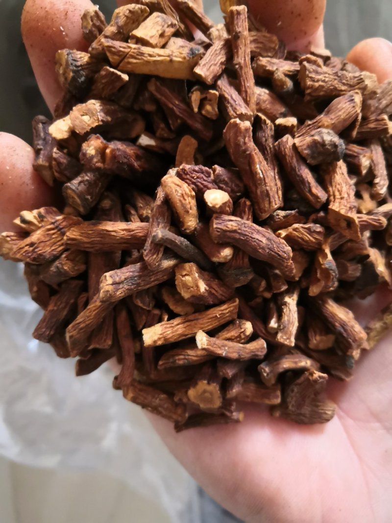 蒲公英根