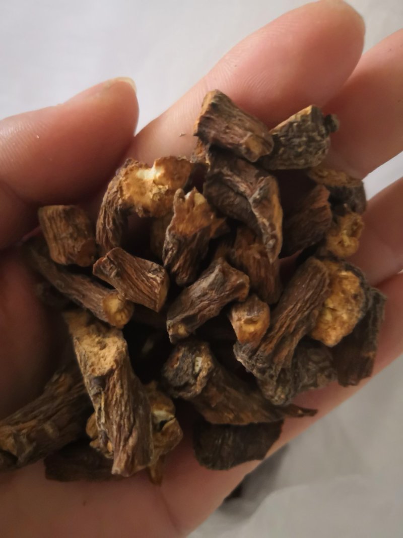 蒲公英根