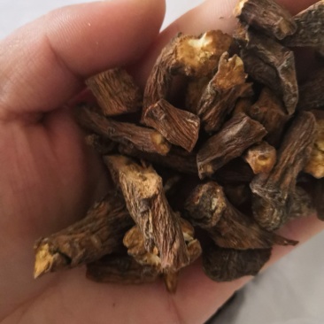 蒲公英根