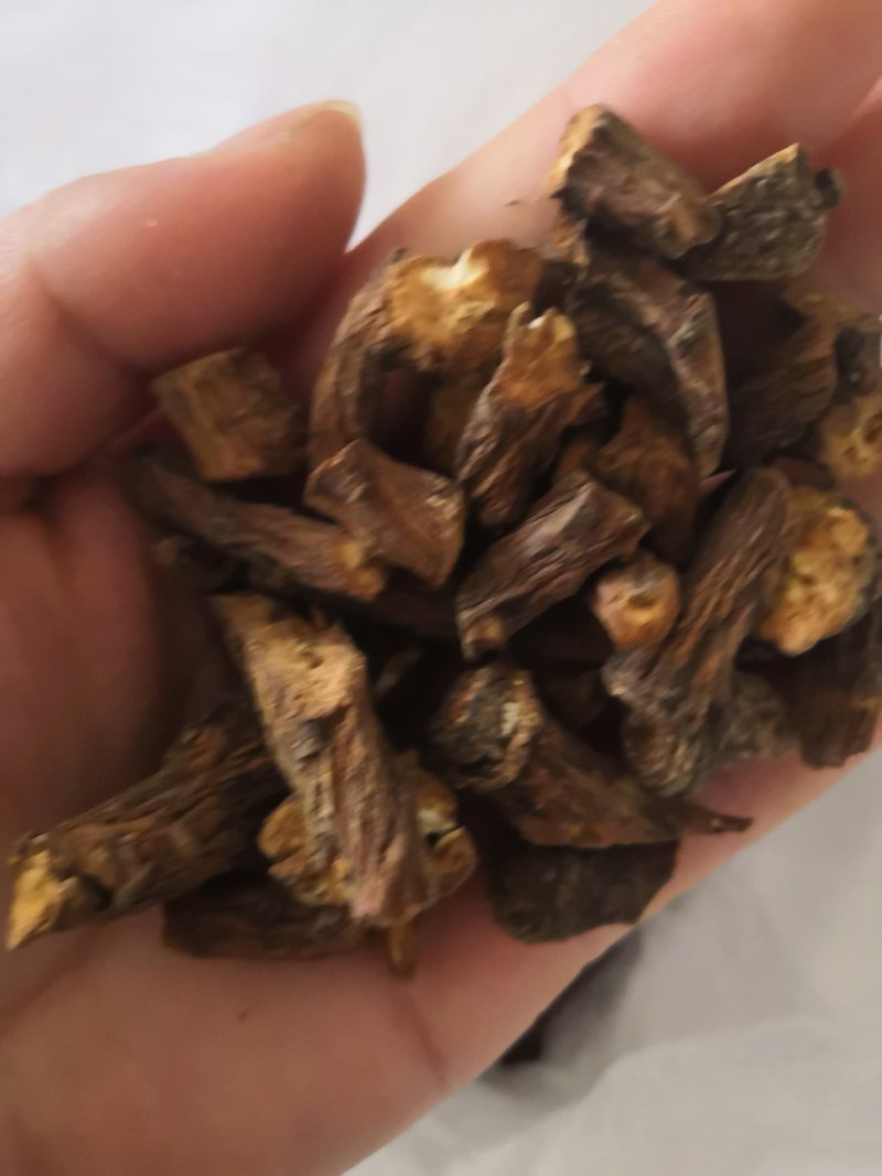 蒲公英根