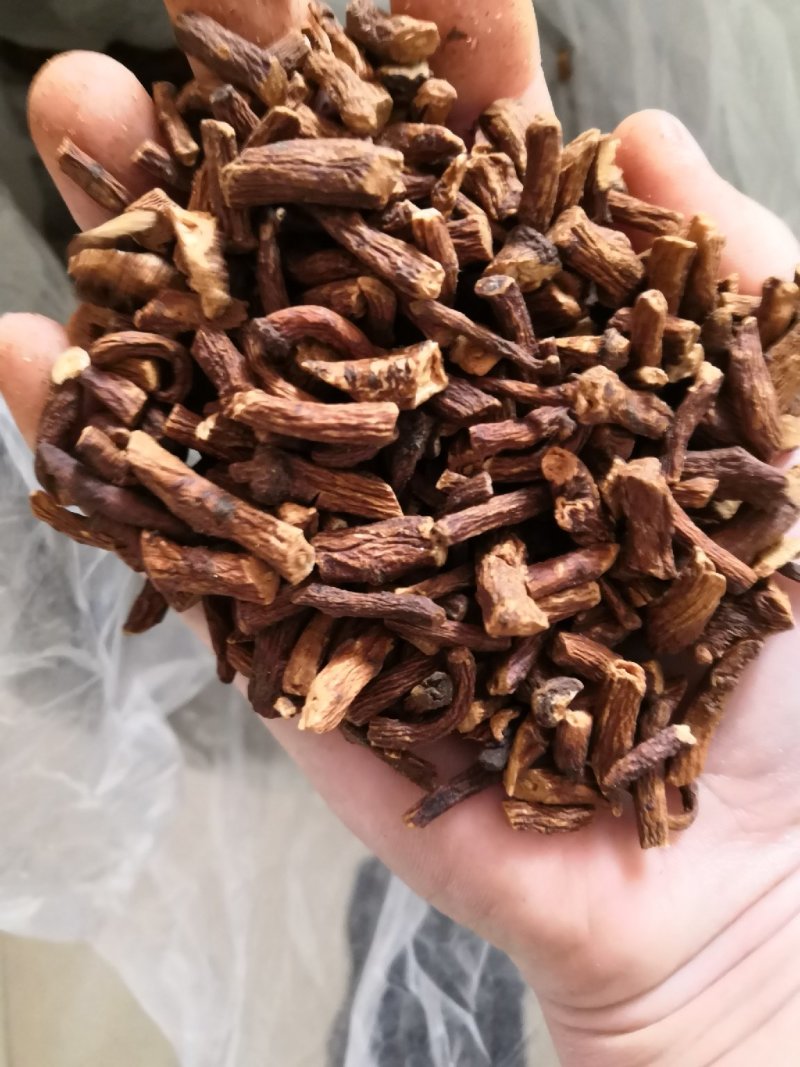蒲公英根