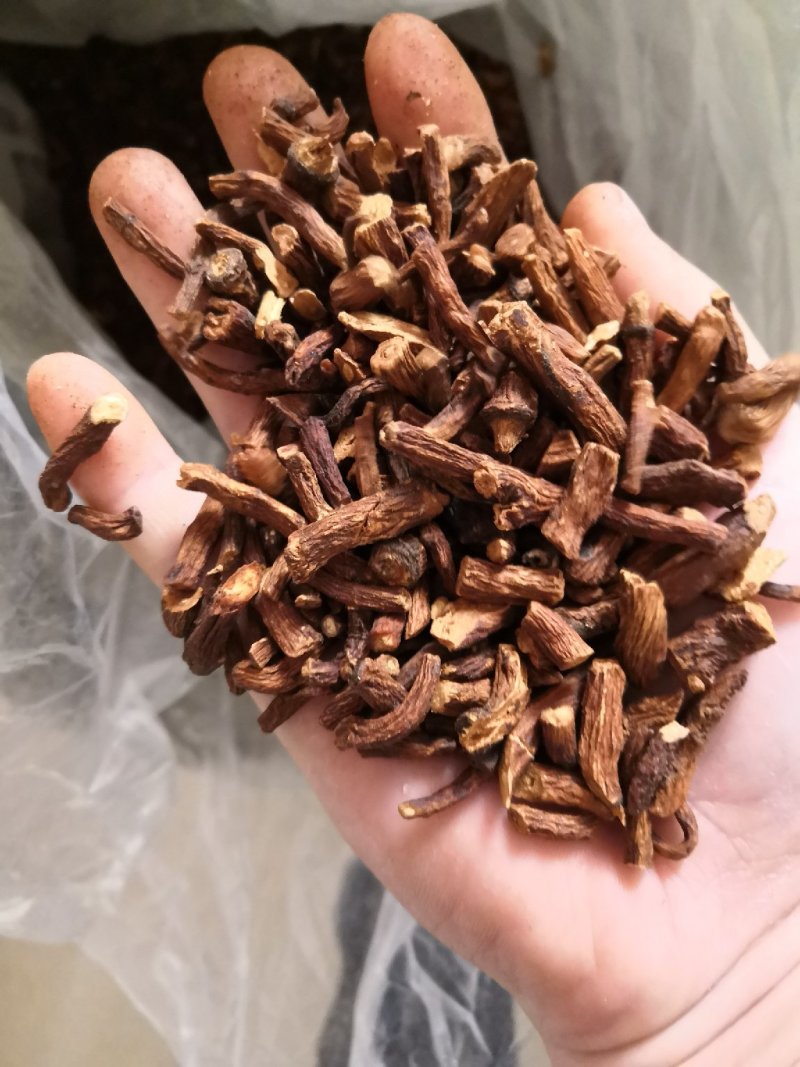 蒲公英根