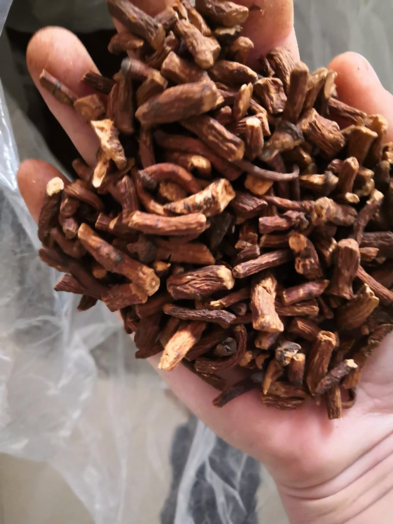 蒲公英根