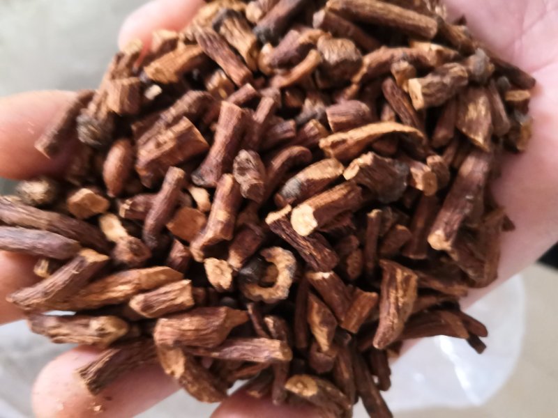 蒲公英根