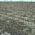 河北省沧州市献县正发枣树种植有限公司常年供应酸枣苗