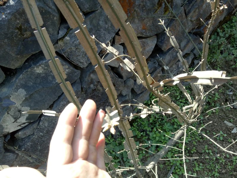 卫矛、鬼箭羽、六月凌、四面锋、蓖箕柴、四棱树、山鸡条子、