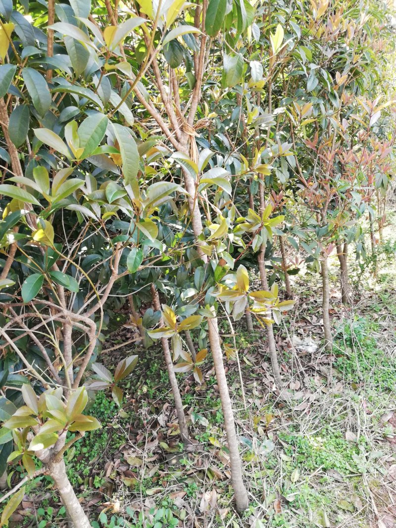 八月桂花苗