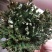 卷柏九死还魂草可种植可做盆景盆栽可药用见水即活批发零售