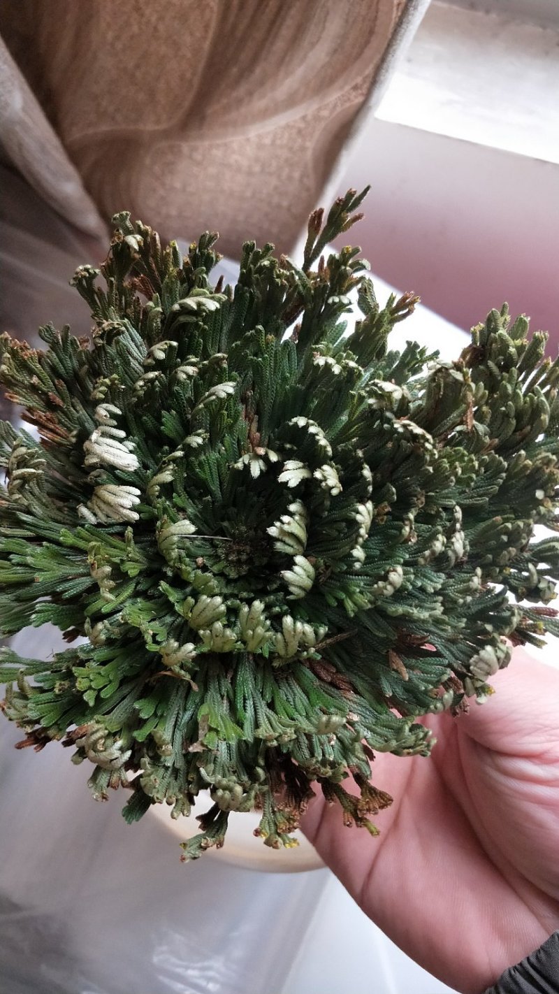 卷柏九死还魂草可种植可做盆景盆栽可药用见水即活批发零售