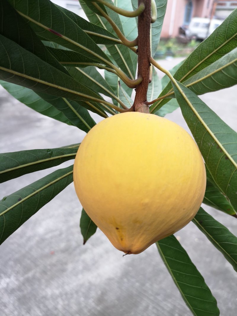 蛋黄果苗