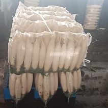 优质️白萝卜️发全国！！！
