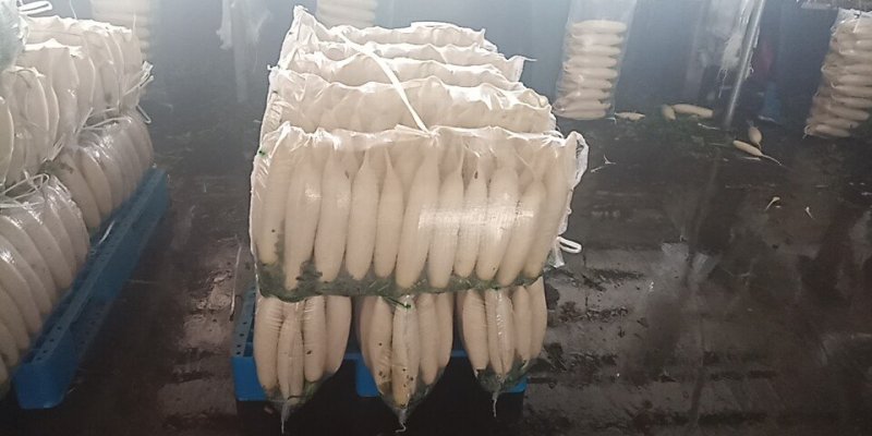 优质️白萝卜️发全国！！！