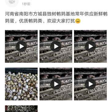 新鲜鹌鹑蛋