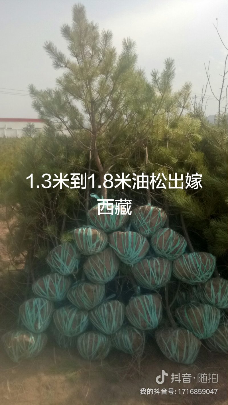 常年出售云杉各种规格苗木