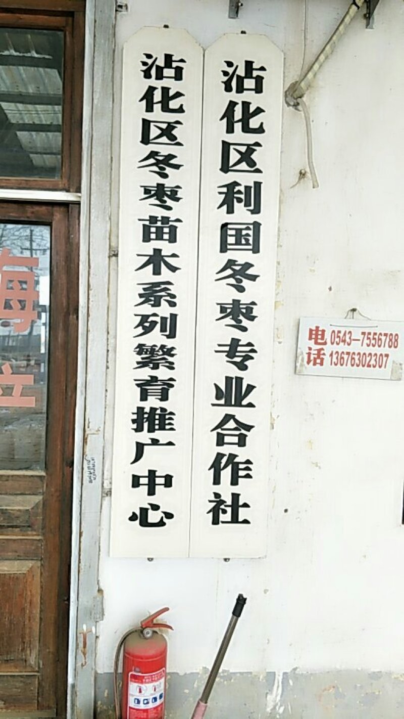 山东沾化冬枣树苗新品二代正品保证苗圃现挖免费指导