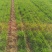 土地出租1500亩棉花茬，适合种红薯