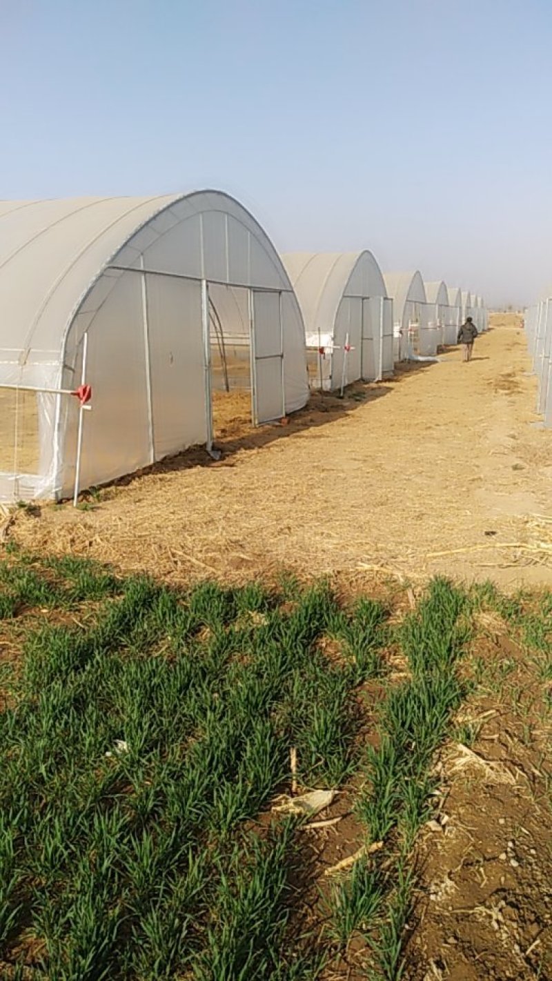 土地出租1500亩棉花茬，适合种红薯
