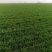 土地出租1500亩棉花茬，适合种红薯