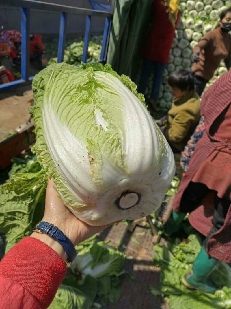 大白菜黄心大白菜大量上市货源充足产地直销质量保证