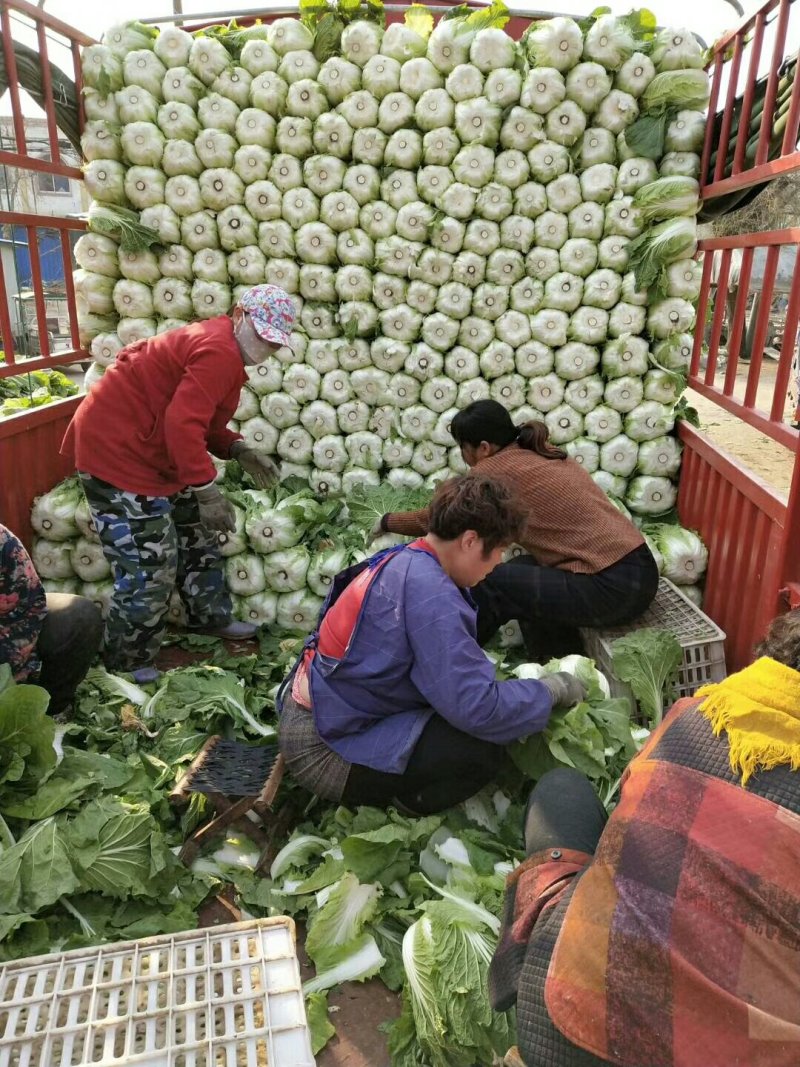 大白菜黄心大白菜大量上市货源充足产地直销质量保证