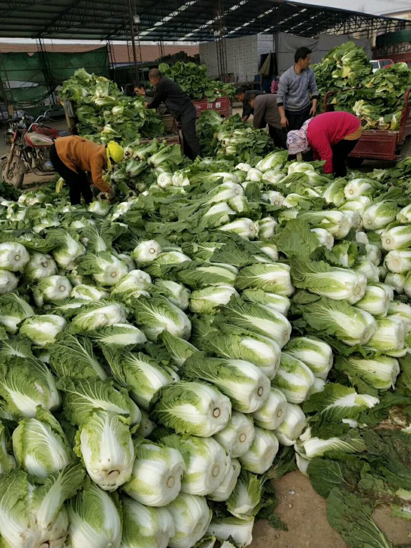 大白菜黄心大白菜大量上市货源充足产地直销质量保证