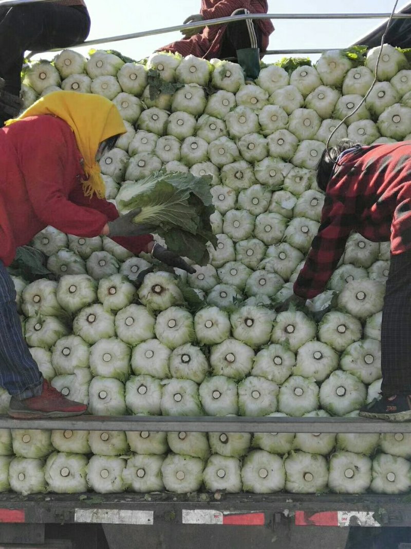 大白菜黄心大白菜大量上市货源充足产地直销质量保证