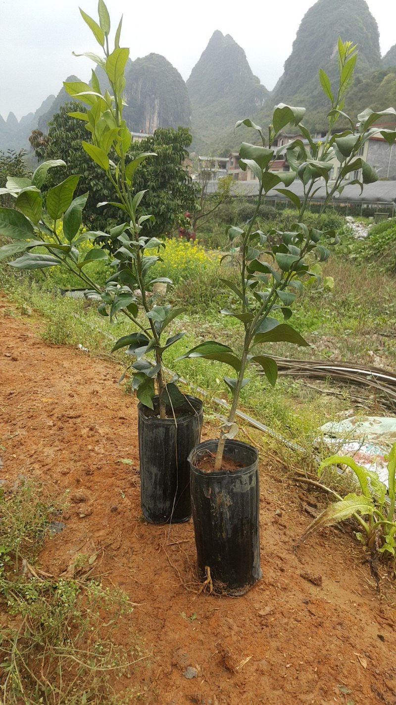 091無核沃柑，沃柑，金秋沙糖橘，金葵沙糖橘